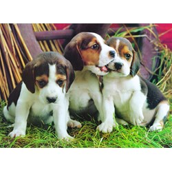 Eurographics (6000-4054) - "Puppies" - 1000 pieces puzzle