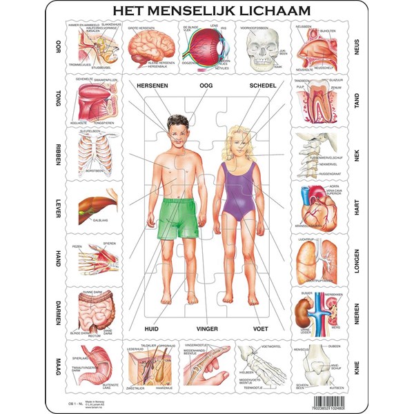 Larsen (OB1-NL) - "Het Menselijk Lichaam - NL" - 35 pieces puzzle