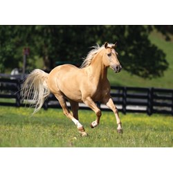 Art Puzzle (4445) - "Freedom" - 1000 pieces puzzle