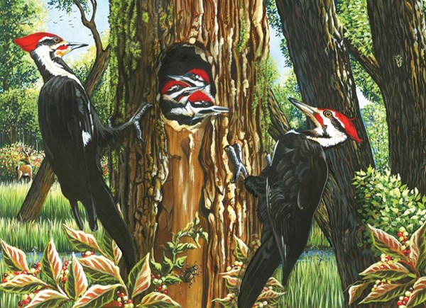Cobble Hill (51719) - "Pileated Woodpeckers" - 1000 pieces puzzle