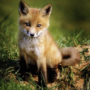 Ravensburger (15237) - "Baby Fox" - 500 pieces puzzle