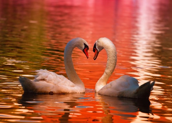 Grafika Kids (01050) - "Swans" - 24 pieces puzzle