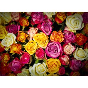 Grafika Kids (00939) - "Roses" - 300 pieces puzzle