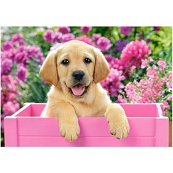 Castorland (B-52226) - "Labrador Puppy in Pink Box" - 500 pieces puzzle