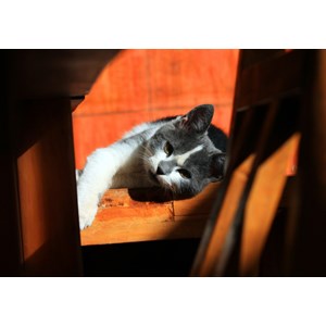 Grafika (01409) - "Kitten" - 1000 pieces puzzle