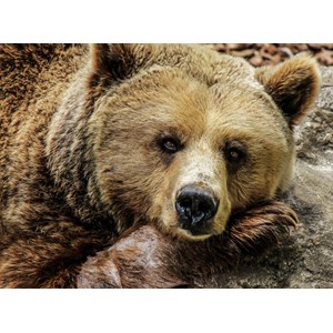 Grafika (01412) - "Bear" - 2000 pieces puzzle