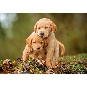 Castorland (B-52271) - "Puppy Love" - 500 pieces puzzle