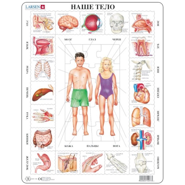Larsen (OB1-RU) - "The Body - RU" - 35 pieces puzzle
