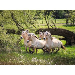 Ravensburger (14772) - "Norwegian Fjord Horses" - 500 pieces puzzle