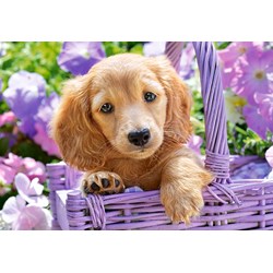 Castorland (C-103799) - "Puppy in Basket" - 1000 pieces puzzle