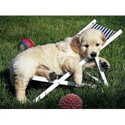 Ravensburger (14179) - "Golden Retriever" - 500 pieces puzzle