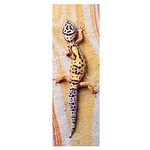 Trefl (75006) - "Basking Lizard" - 300 pieces puzzle