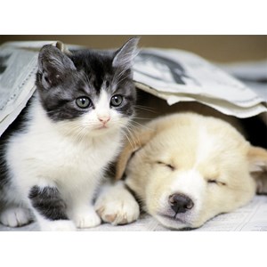 Nathan (87129) - "Wake up" - 500 pieces puzzle