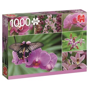 Jumbo (18354) - "Holland Orchids" - 1000 pieces puzzle