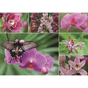 Jumbo (18354) - "Holland Orchids" - 1000 pieces puzzle