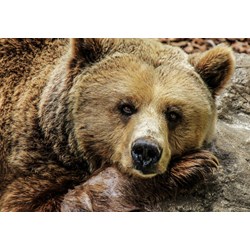 Grafika Kids (00799) - "Bear" - 100 pieces puzzle