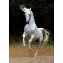 D-Toys (65988-PH01) - "Horses, White Horse" - 1000 pieces puzzle