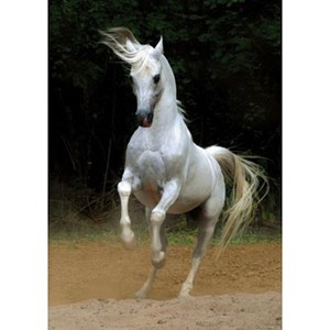 D-Toys (65988-PH01) - "Horses, White Horse" - 1000 pieces puzzle
