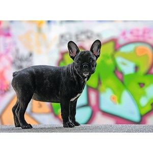 Ravensburger (14771) - "French Bulldog" - 500 pieces puzzle