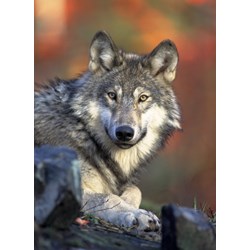 Grafika Kids (00515) - "Wolf" - 300 pieces puzzle