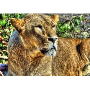 Grafika (00957) - "Lioness" - 100 pieces puzzle