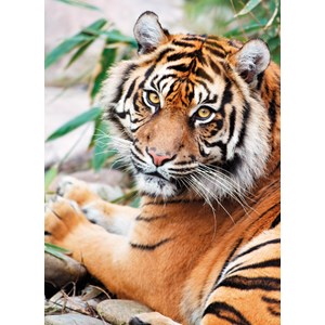Clementoni (39295) - "Sumatran Tiger" - 1000 pieces puzzle