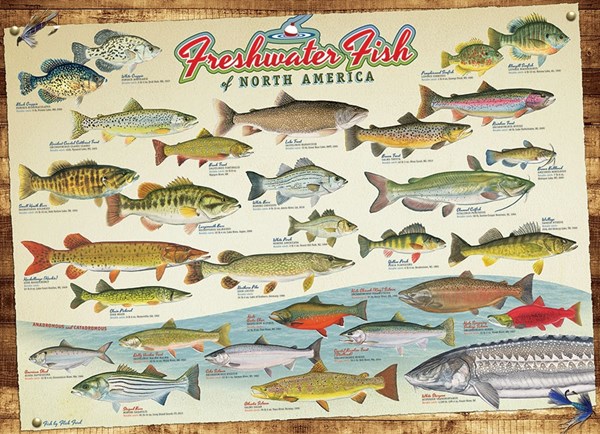 Cobble Hill (57193) - "Freshwater Fish of North America" - 1000 pieces puzzle