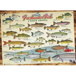 Cobble Hill (57193) - "Freshwater Fish of North America" - 1000 pieces puzzle