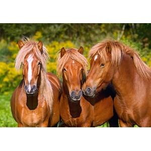 Castorland (C-103959) - "Horse Friends" - 1000 pieces puzzle