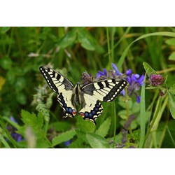 Grafika Kids (01222) - "Butterfly" - 100 pieces puzzle