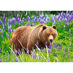 Castorland (B-52677) - "Bear on the Meadow" - 500 pieces puzzle