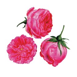 Puzzle Michele Wilson (A179-150) - Francois-Joseph Redoute: "Three Roses" - 150 pieces puzzle