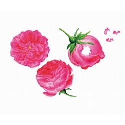 Puzzle Michele Wilson (A179-150) - Francois-Joseph Redoute: "Three Roses" - 150 pieces puzzle