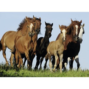 Ravensburger (14717) - "Herd of horses" - 500 pieces puzzle
