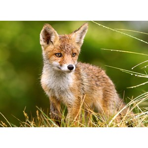 Castorland (B-27354) - "Little Fox on the Meadow" - 260 pieces puzzle