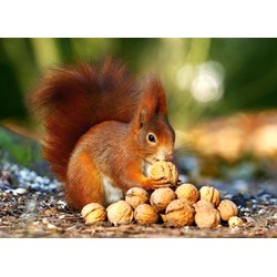 Castorland (B-018277) - "Squirrel in Paradise" - 180 pieces puzzle