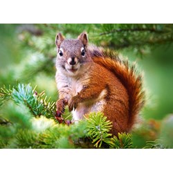 Castorland (B-27422) - "Pine Squirrel" - 260 pieces puzzle