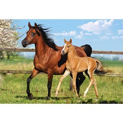 Castorland (B-27064) - "The Mare and her foal" - 260 pieces puzzle