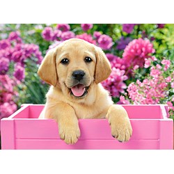 Castorland (B-030071) - "Labrador Puppy in Pink Box" - 300 pieces puzzle