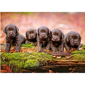 Castorland (B-13418) - "Puppies" - 120 pieces puzzle