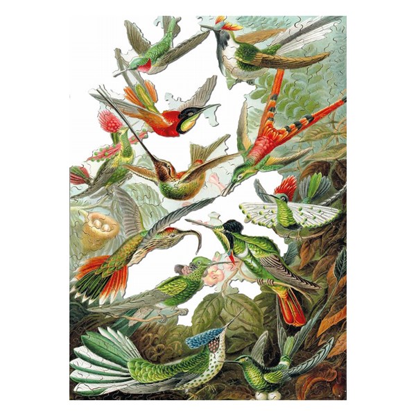 Puzzle Michele Wilson (A539-500) - Ernst Haeckel: "Colibris" - 500 pieces puzzle