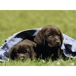 Ravensburger (13209) - "Labrador puppies" - 300 pieces puzzle