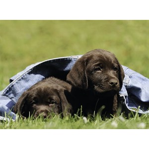 Ravensburger (13209) - "Labrador puppies" - 300 pieces puzzle