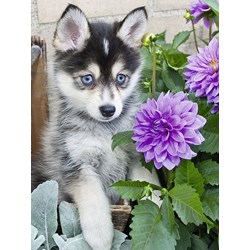 Ravensburger (13682) - "Cute Husky" - 500 pieces puzzle