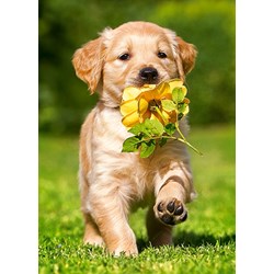 Castorland (B-06939) - "Puppy with Rose" - 60 pieces puzzle