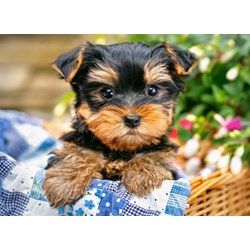 Castorland (B-030187) - "Puppy on a Picnic" - 300 pieces puzzle