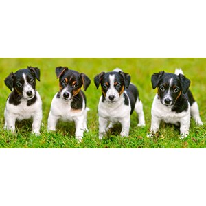 Castorland (B-060337) - Jack Russell: "Terrier Puppies" - 600 pieces puzzle