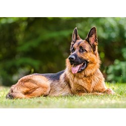 Castorland (B-030200) - "German Shepherd" - 300 pieces puzzle