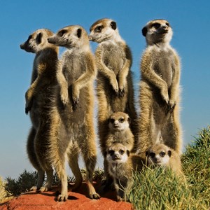Heye (29631) - Pete Oxford: "Meerkats" - 100 pieces puzzle