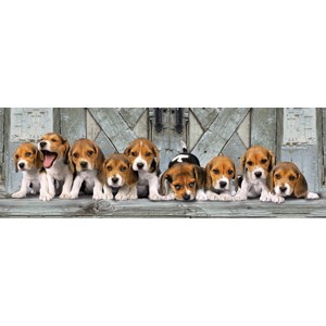 Clementoni (39076) - "Beagles" - 1000 pieces puzzle